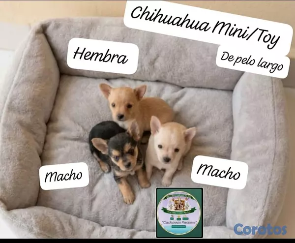 animales y mascotas - Chihuahua Mini de pelo largo  3