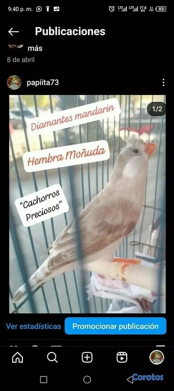 animales y mascotas - Aves Exóticas de todas las razas y Mutaciones.... 10