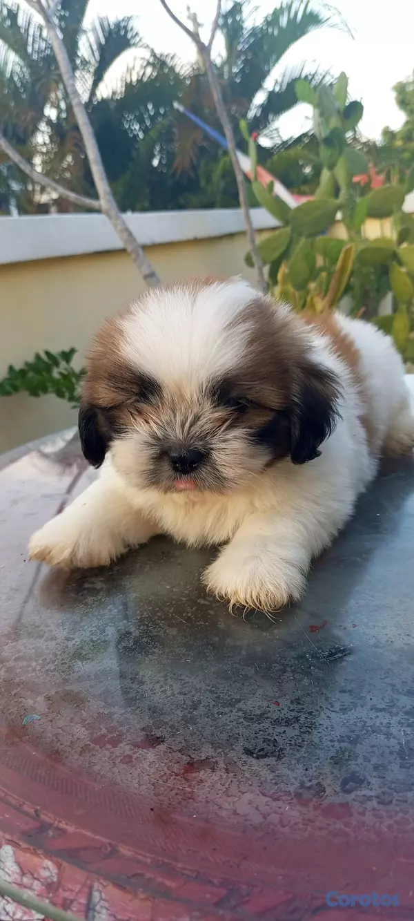 animales y mascotas - Cachorros de Shipoo 2