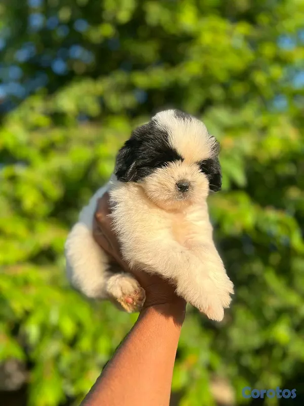animales y mascotas - hermoso cachorrito shipoo macho  2