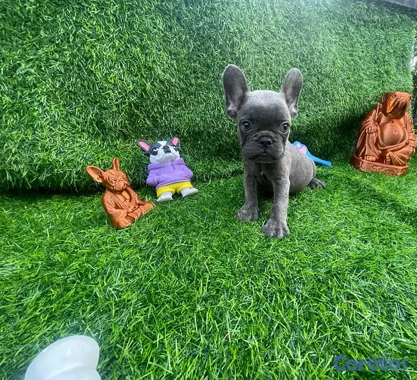 animales y mascotas - hermos bulldog francés Blue x portadores de fluffy  5