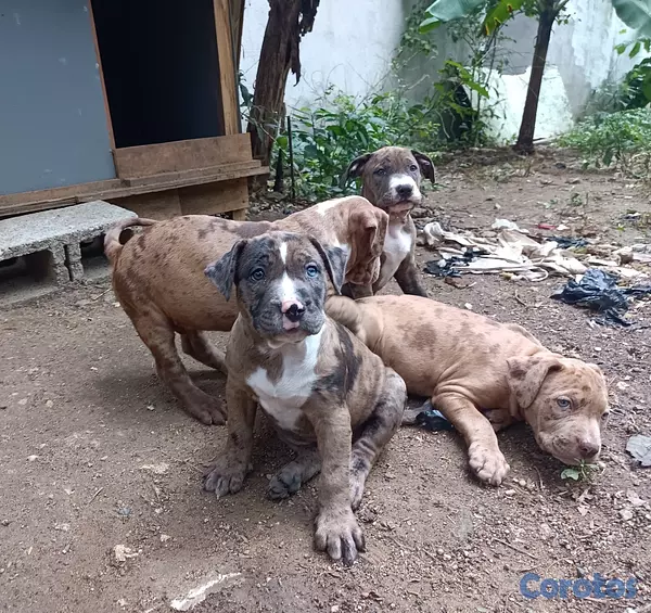 animales y mascotas - Pitbull Merlen  2