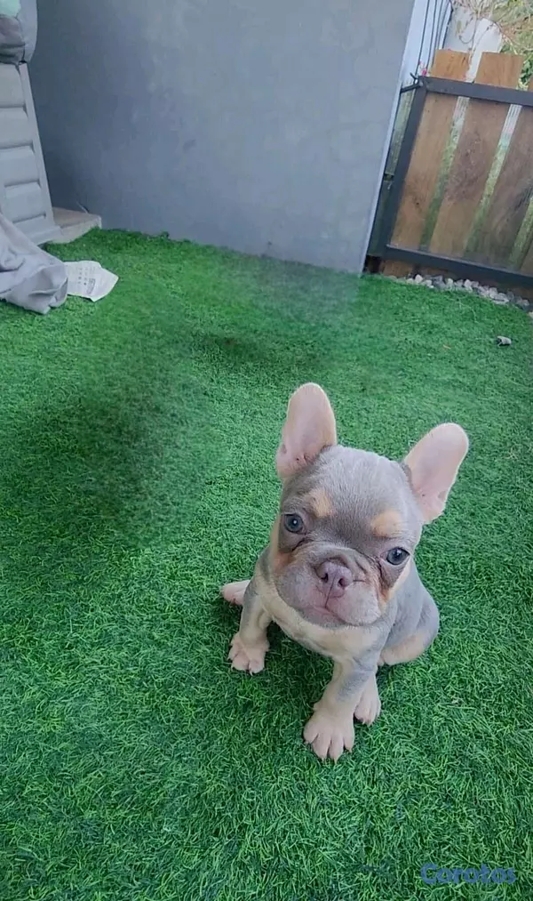 animales y mascotas - hermosas y adorables cachorritas buldog frances hembras  4