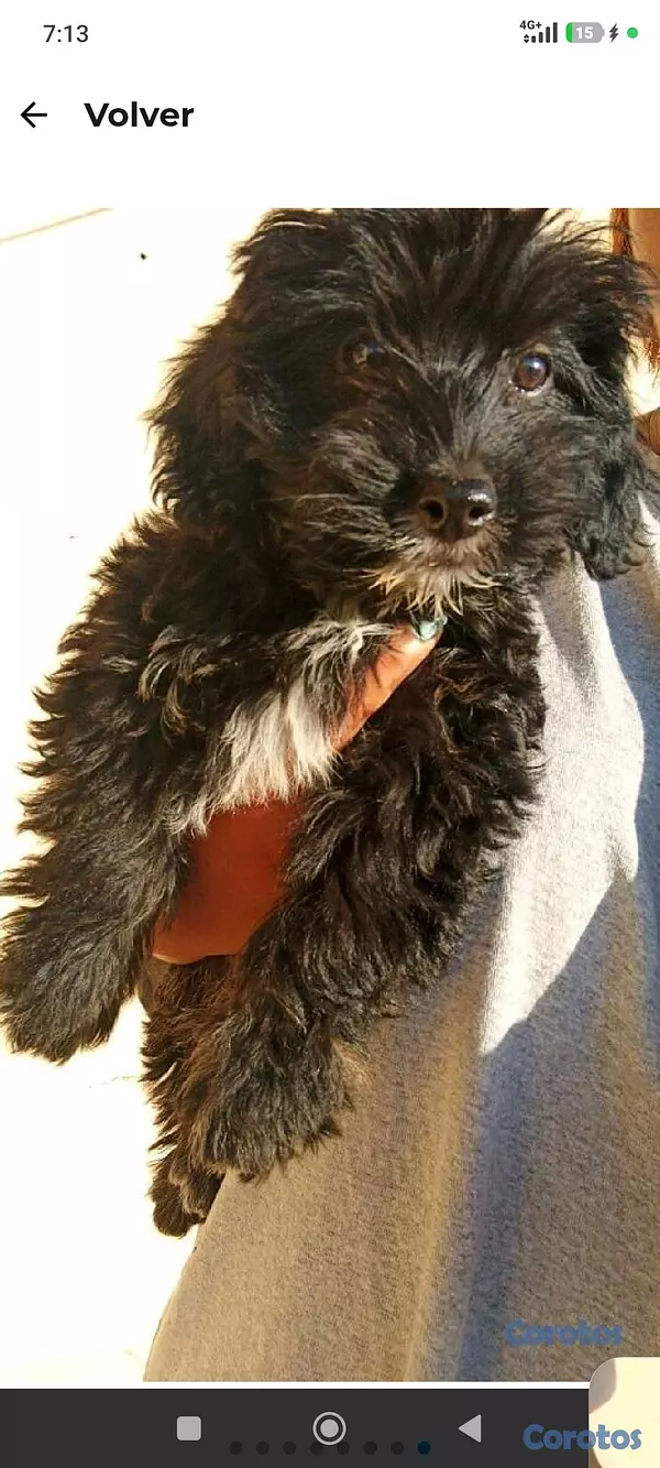 animales y mascotas - poodles macho  4