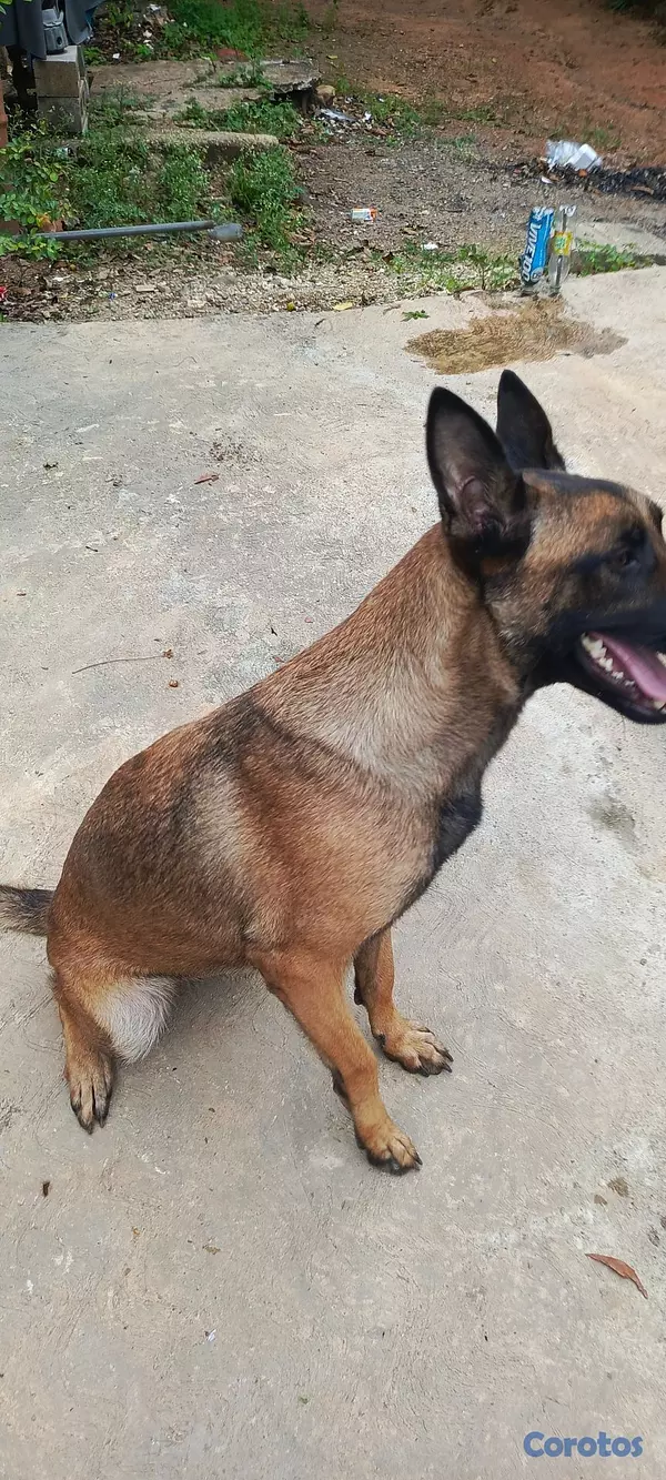 animales y mascotas - Pastor Belga Malinois 7