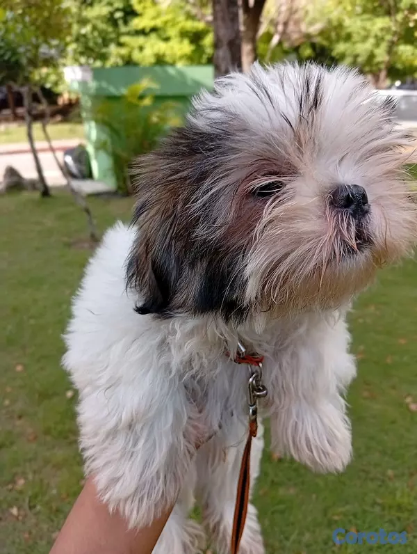 animales y mascotas - HERMOSO SHIHTZU MACHO 💙  2
