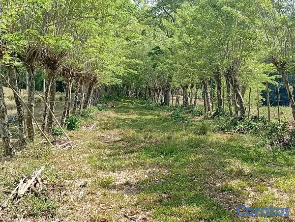 solares y terrenos - finca en Gaspar Hernandez  10