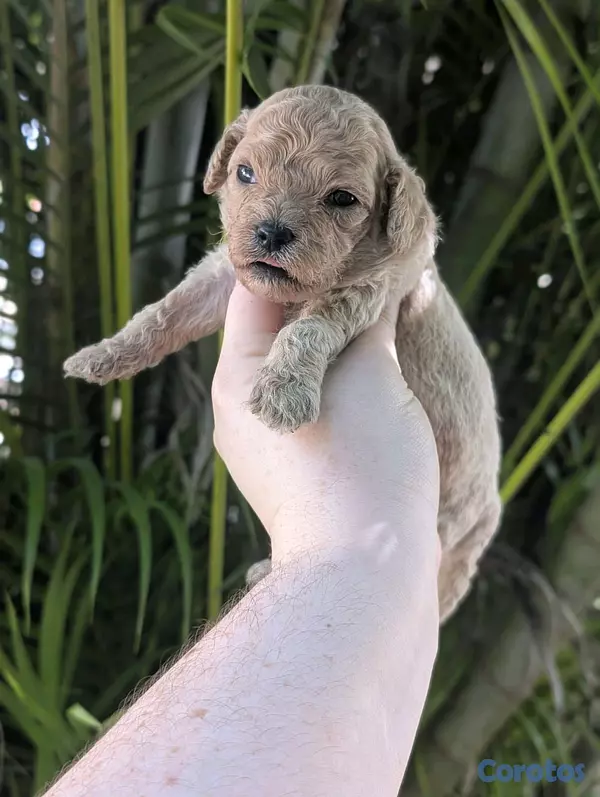 animales y mascotas - hermosos Cachorros golden doodle  3