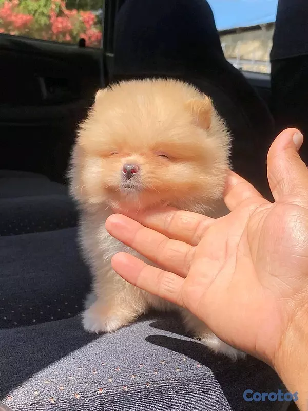 animales y mascotas - hermosos cachorritos pomerania mini 5