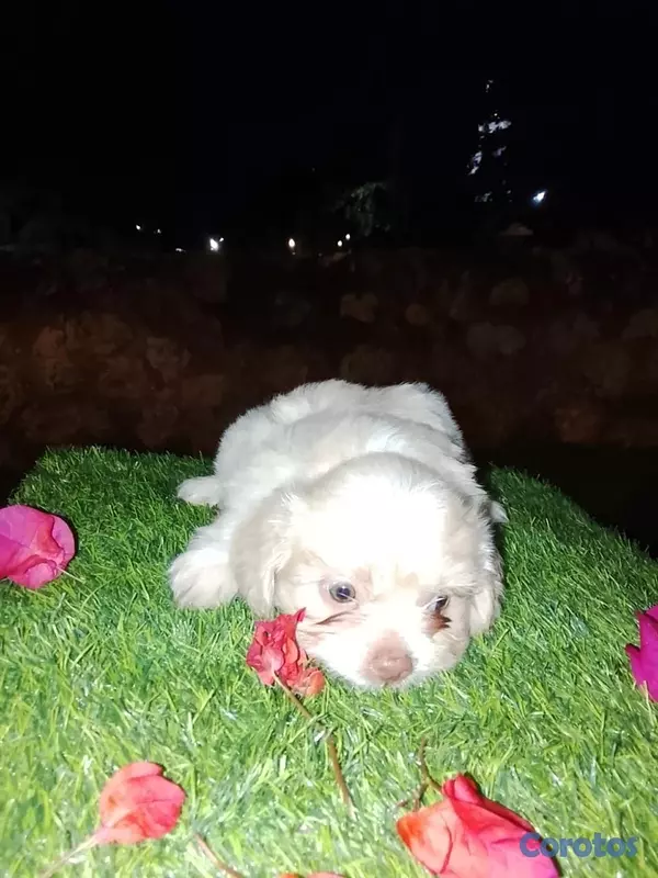 animales y mascotas - Shipoo Disponibles  4