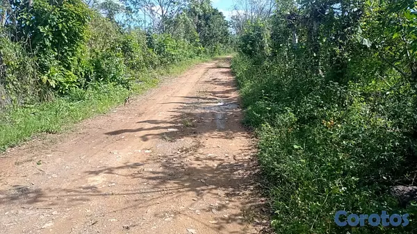 solares y terrenos - finca de 15 tareas Agrícolas en Monte Plata  4