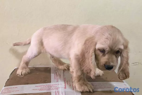 animales y mascotas - Cocker Spaniel Bien Lindos Hembras Y Machos 😍😍 2