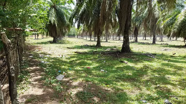 solares y terrenos - Solar 8,000 tareas en San Francisco de Macoris
 1