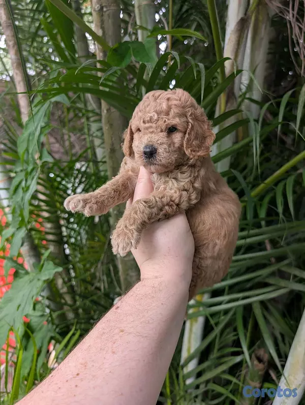 animales y mascotas - hermosos cachorrritos golden doodle  2