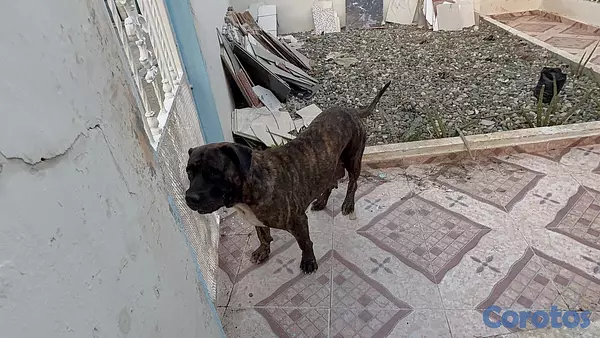 animales y mascotas - Perro presa canario buen pedigrí  2