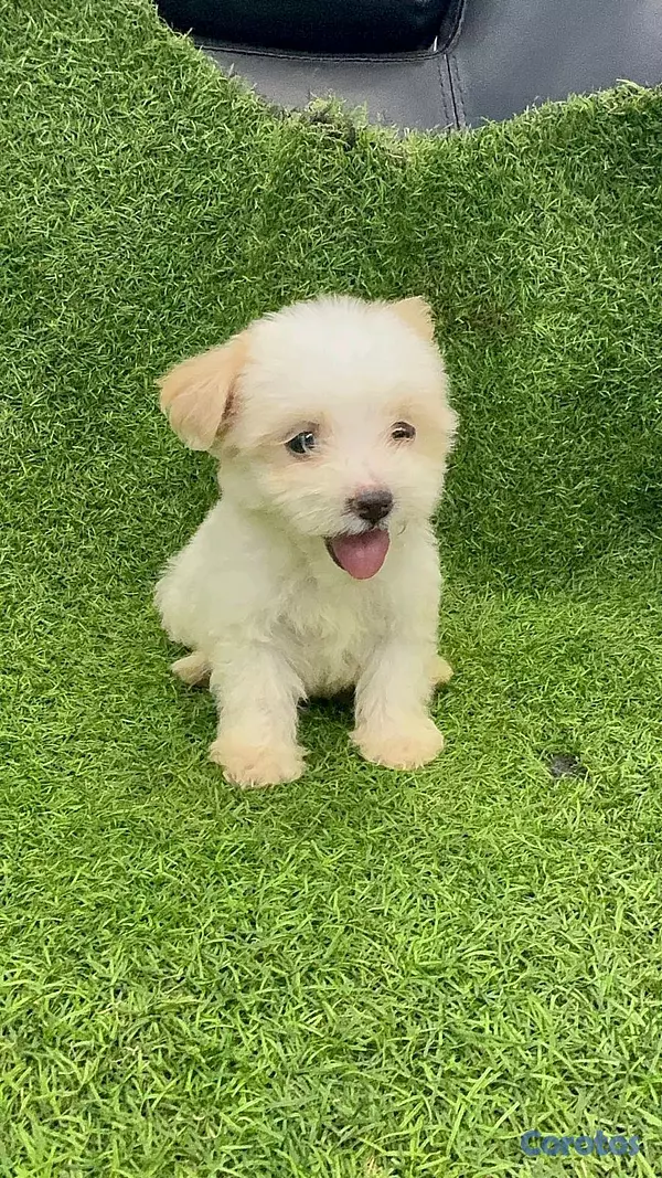 animales y mascotas - hermosos cachorritos shipoo toy  5