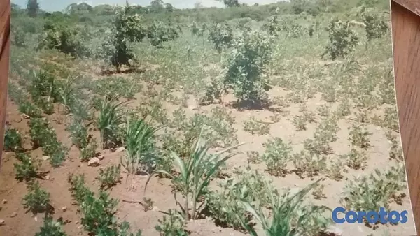 solares y terrenos - Finca con Oro en San Cristobal Documentos en orden 8