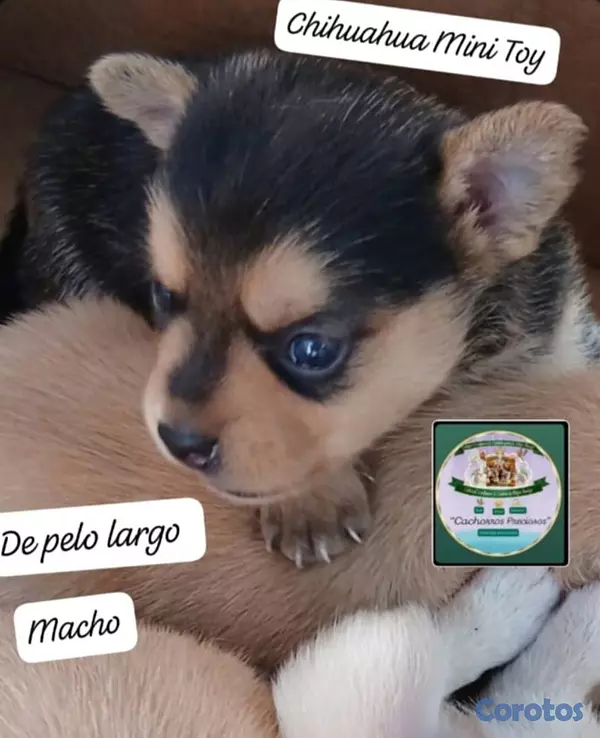 animales y mascotas - Chihuahua Mini de pelo largo  4