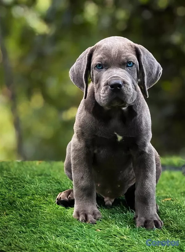 animales y mascotas - Cane corso  2