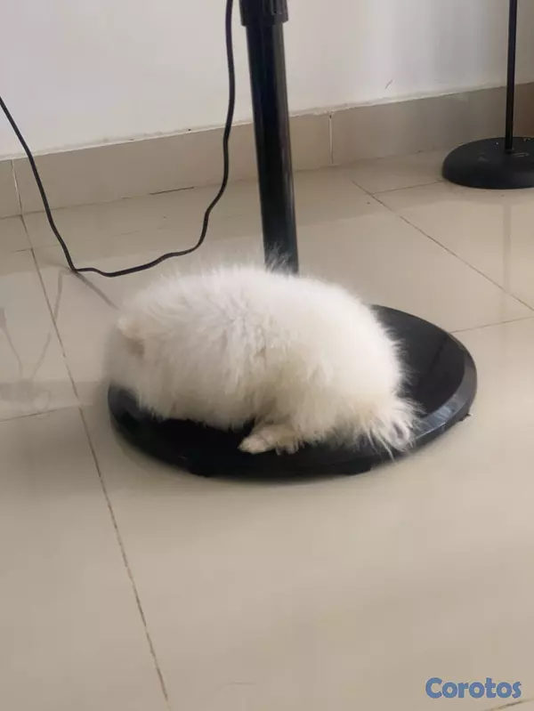 animales y mascotas - Pomerania de 3 meses de edad con sus vacunas, cara de muñeca,  papá cara de oso 4