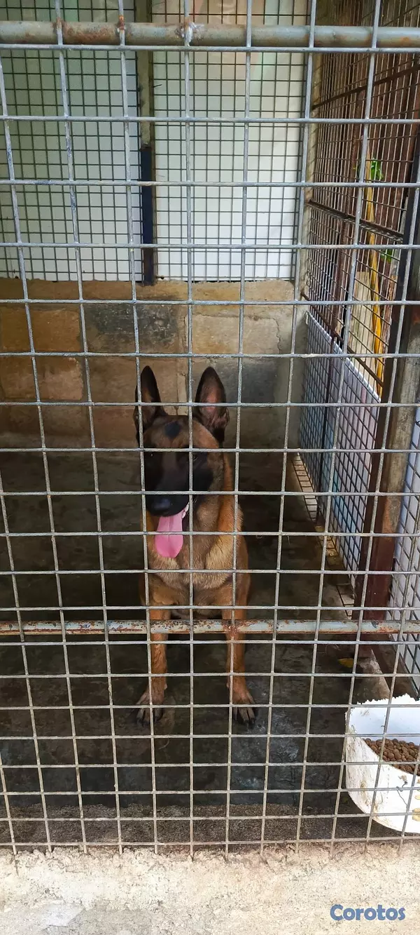 animales y mascotas - Pastor Belga Malinois 8