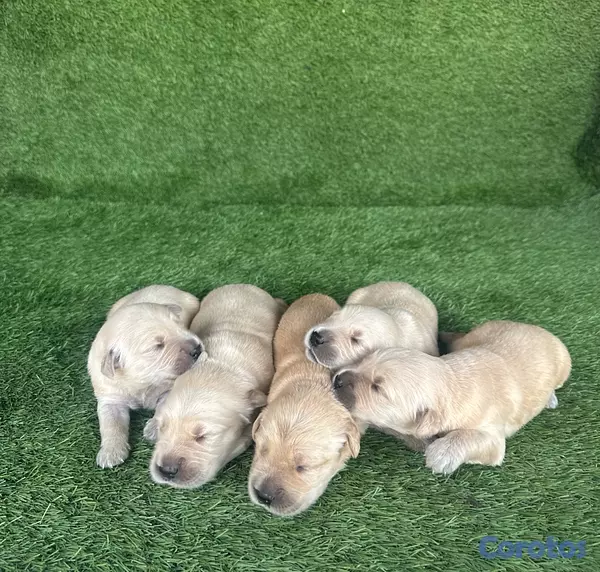 animales y mascotas - Cachorros Golden Retriever  4