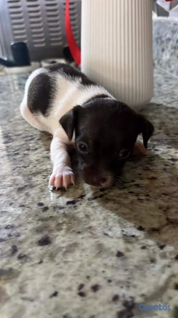 animales y mascotas - cachorros Chihuahua  5