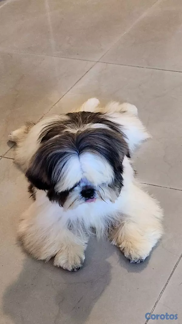 animales y mascotas - CACHORRO SHIH TZU  2