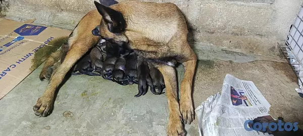 animales y mascotas - Pastor Belga Malinois 9