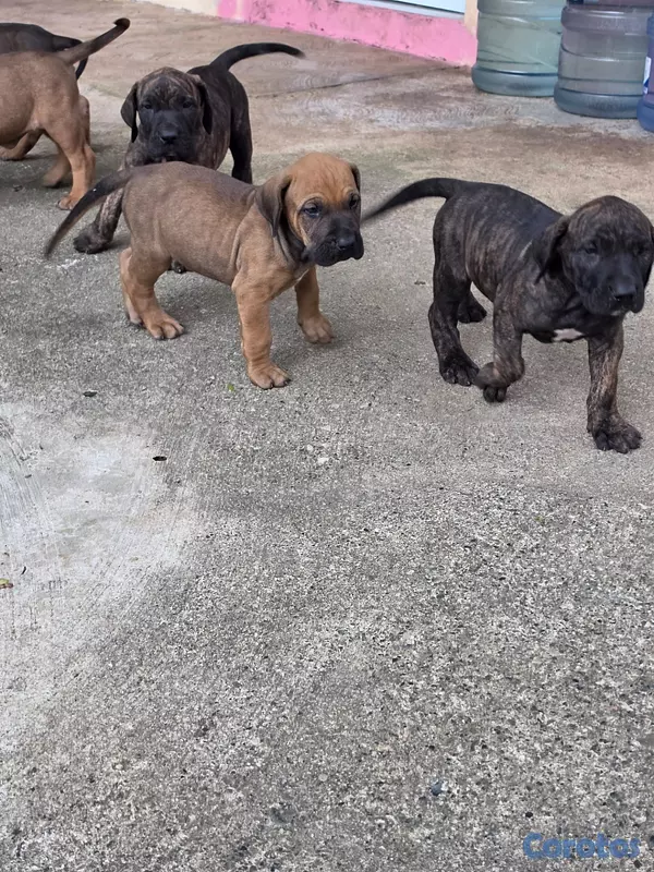animales y mascotas - Fila brasileño  9