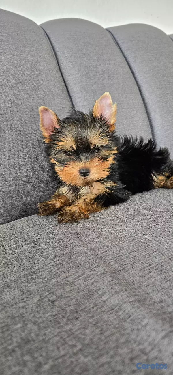 animales y mascotas - Yorkie Hembra  4