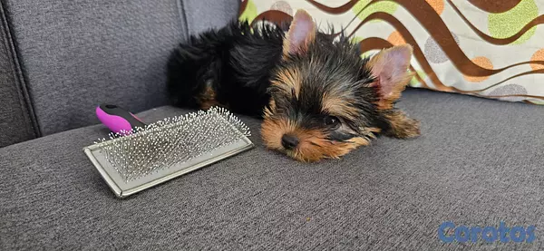 animales y mascotas - Yorkie Hembra  5