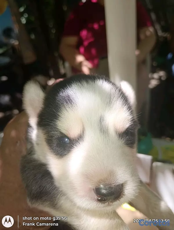 animales y mascotas - VENTAS DE CACHORROS husky SIBERIANS,,PURA RAZA... 6