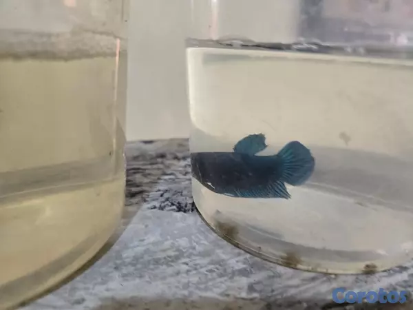 animales y mascotas - Bettas primiun de combates excelente condiciones p 5