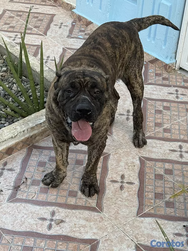 animales y mascotas - Perro presa canario buen pedigrí  3
