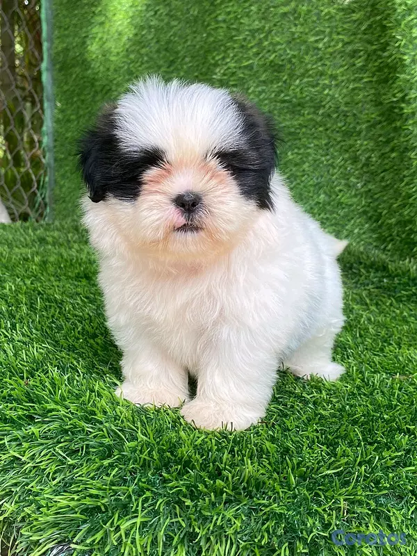 animales y mascotas - hermosos Cachorros shitzu toy  3