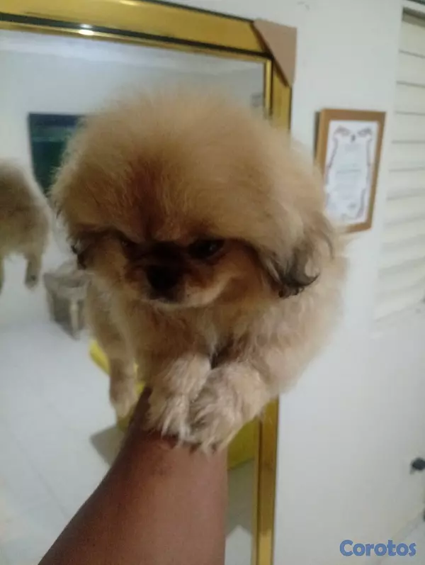 animales y mascotas - Pekines macho  4