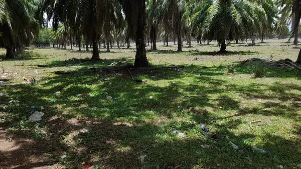 solares y terrenos - Solar 8,000 tareas en San Francisco de Macoris
 2