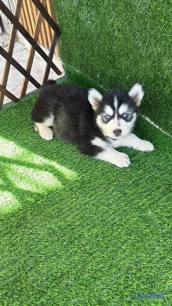 animales y mascotas - HUSKY SIBERIANOS  1