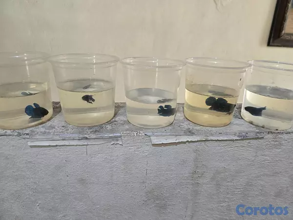 animales y mascotas - Bettas primiun de combates excelente condiciones p 6