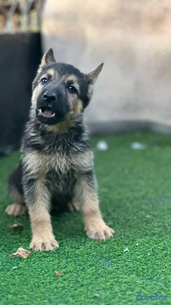 animales y mascotas - hermosos Cachorros pastor alemán  3