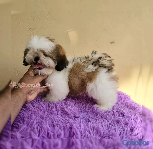 animales y mascotas - Shih tzu 2