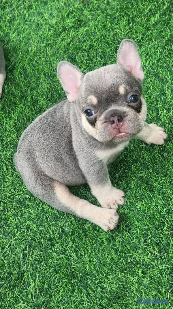 animales y mascotas - hermosos Cachorros de buldog frances  4