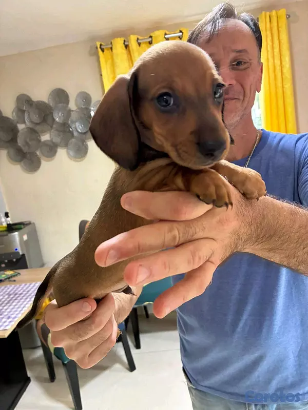 animales y mascotas - hermosos cachorritos de salchicha  2
