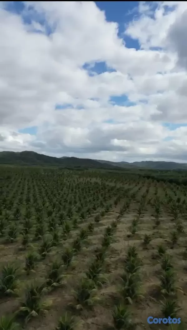 solares y terrenos - Finca de Coco Enanos en Monte Cristi 3