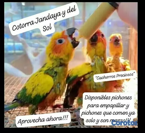 animales y mascotas - Aves Exóticas de todas las razas y Mutaciones.... 11