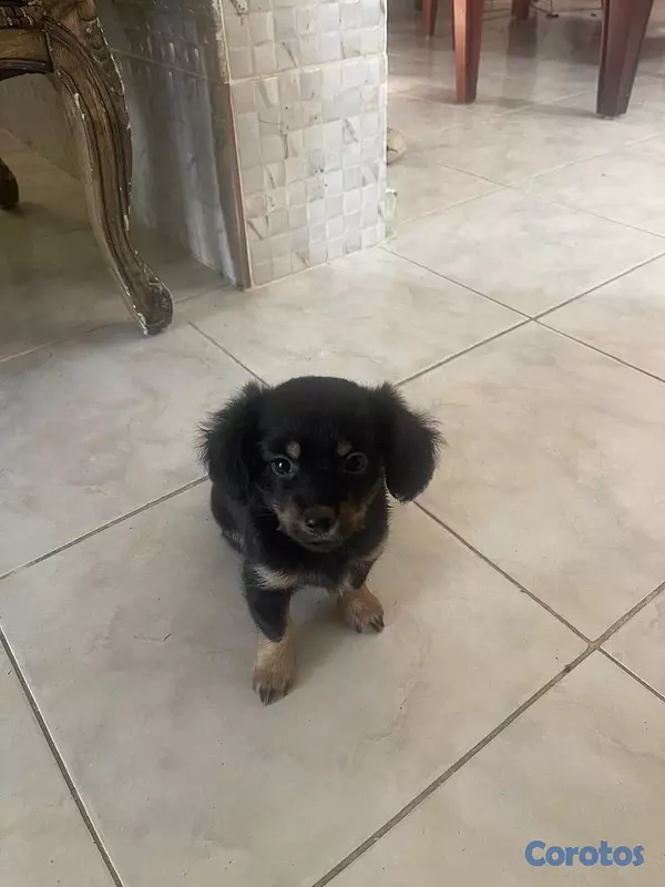 animales y mascotas - chihuahua mariposa  3