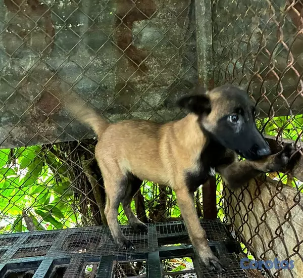 animales y mascotas - Cachorra pastor belga malinoa hembra  2