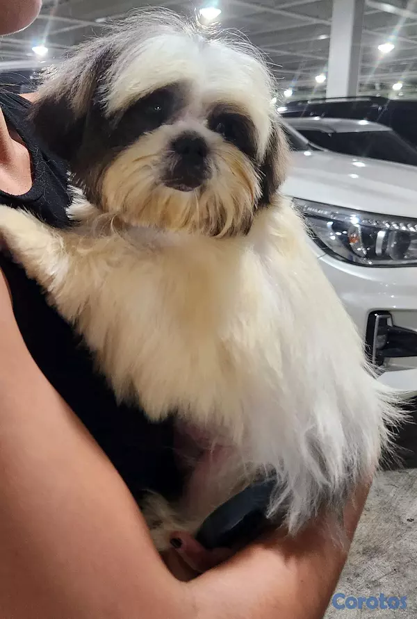 animales y mascotas - CACHORRO SHIH TZU  5