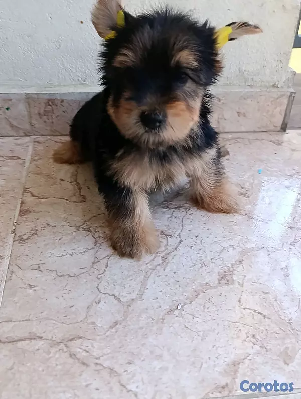 animales y mascotas - Cachorrito Yorkie Macho.  3